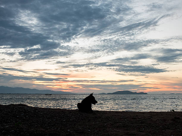 istock Silhouette dog sitting on the beach with sunrise background 499508932