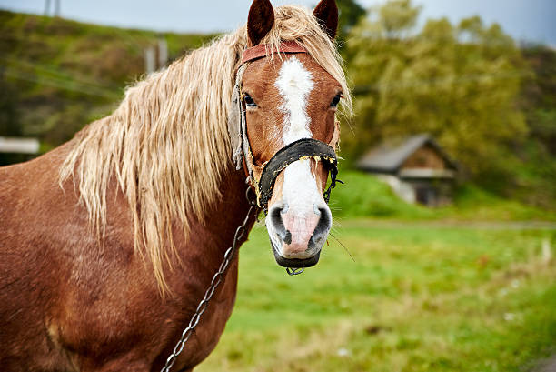 istock Horse with beautiful mane 499509538
