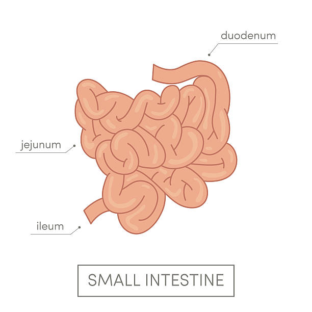 illustrations, cliparts, dessins animés et icônes de intestin grêle vecteur - intestin grêle humain
