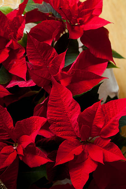 istock Red poinsettia 499513736