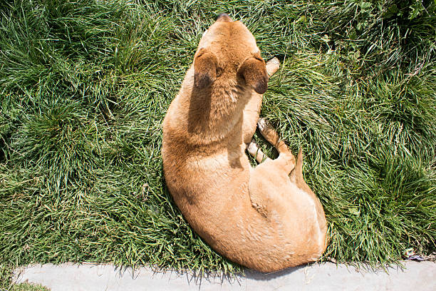 istock Dog is resting in the sun 499513762