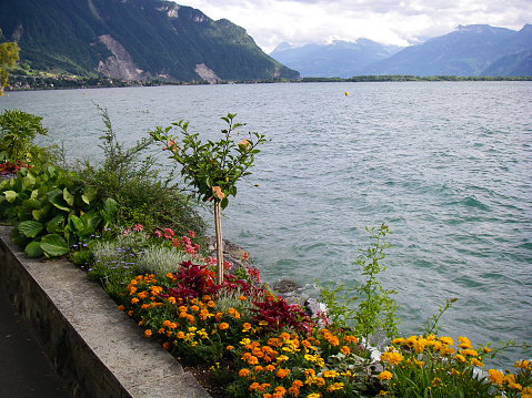 Flowers along the waterfront of lake Geneva in Montreux Switzerland