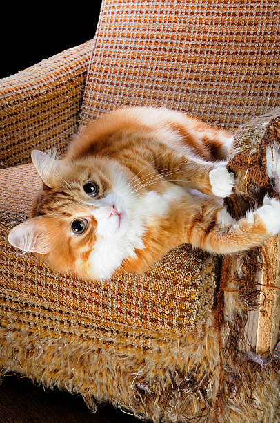 istock Pet and furniture 499514878