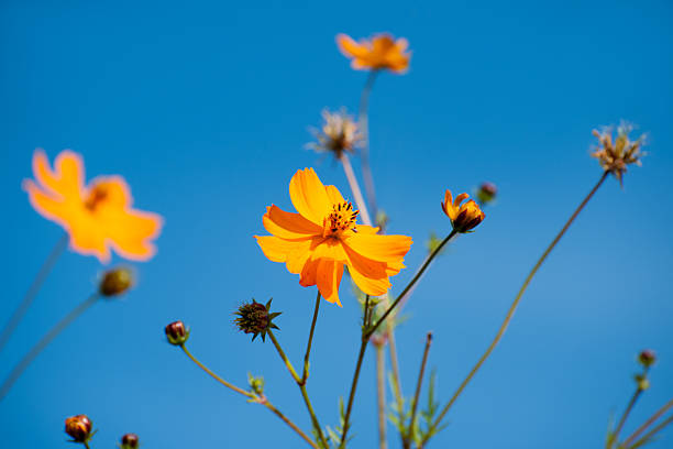 istock Cosmos bipinnatus, cosmos or Mexican aster 499516214