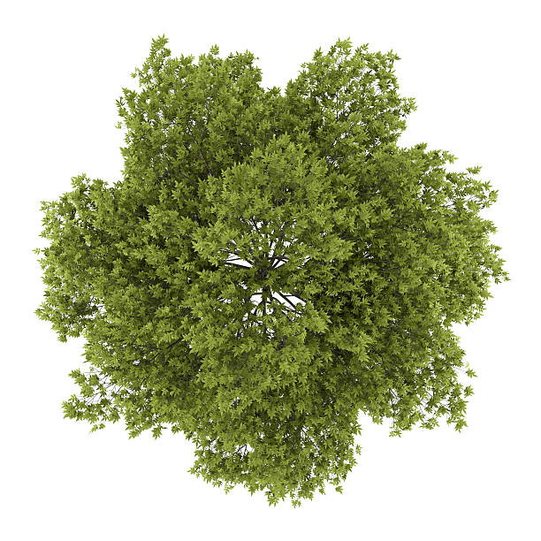 istock top view of white ash tree isolated on white background 499516465