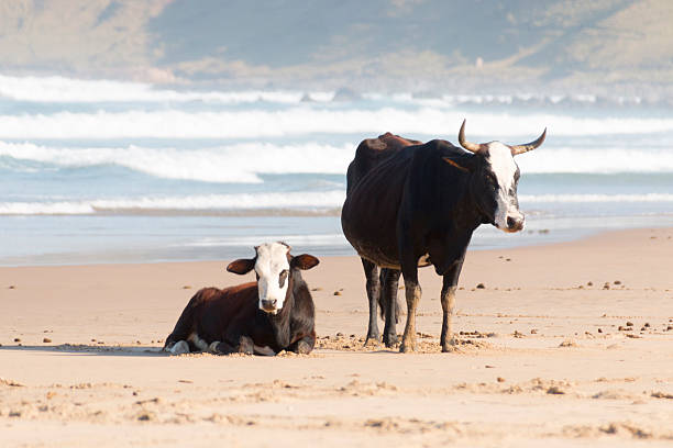 istock Nguni Cow At The Seaside 499516505