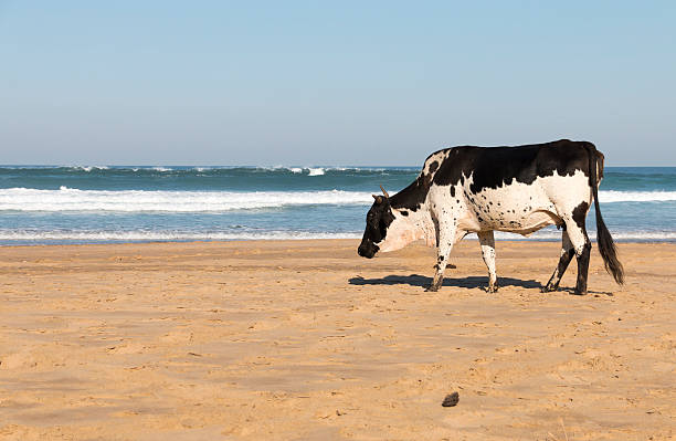 Nguni Cow At The Seaside A concept showing a black and white nguni cow walking on a warm ideallic sunny seaside shoreline with a blue ocean and sky background nguni cattle stock pictures, royalty-free photos & images