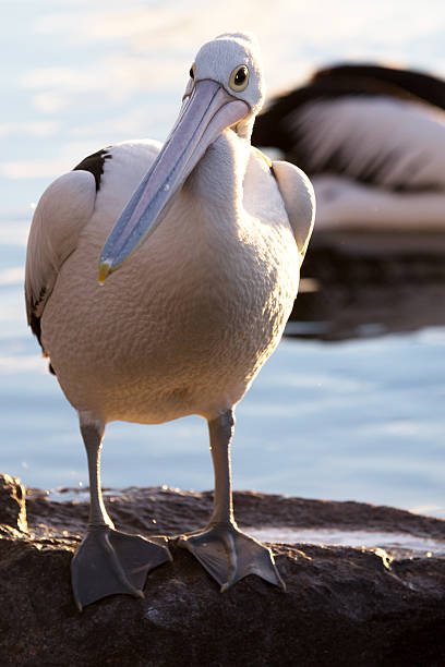 istock Pelican on the rocks 499516923