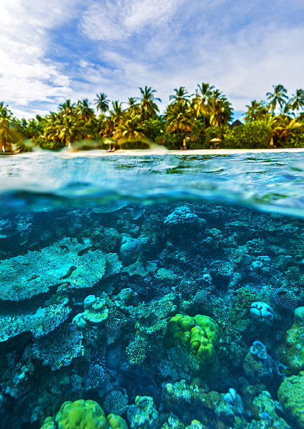 istock Beautiful marine life 499517081