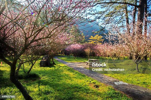 Beautiful Sakura Garden In Wuling Farm Taiwan Stock Photo - Download Image Now - Agricultural Field, Agriculture, Beauty