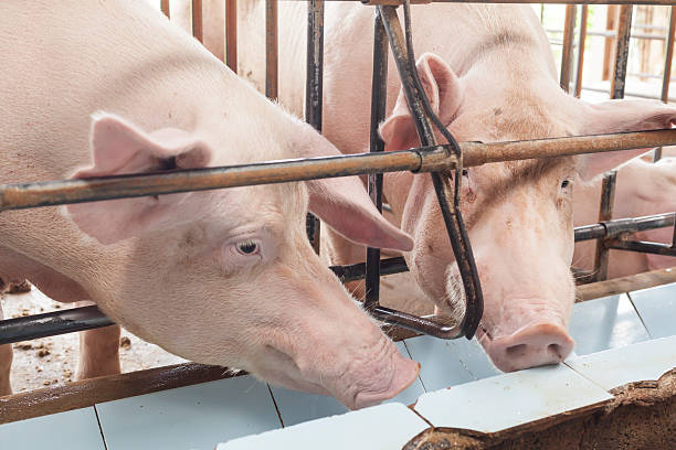 istock Pigs will drink well now. 499517348