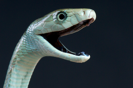 The Black Mamba is the longest, fastest and most dangerous venomous snake of Africa.
