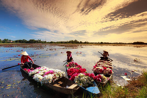 женщины, катание на лодке на озере в harvest водные лилии - река меконг стоковые фото и изображения