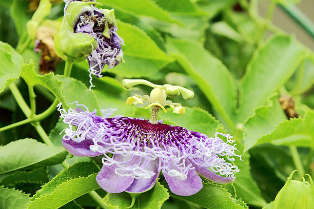 macro flower of Passiflora foetida. macro flower of Passiflora foetida. olacaceae stock pictures, royalty-free photos & images