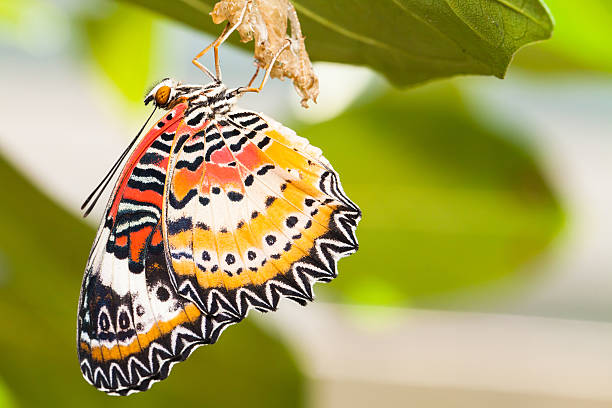 istock Leopard lacewing butterfly come out from pupa 499517804