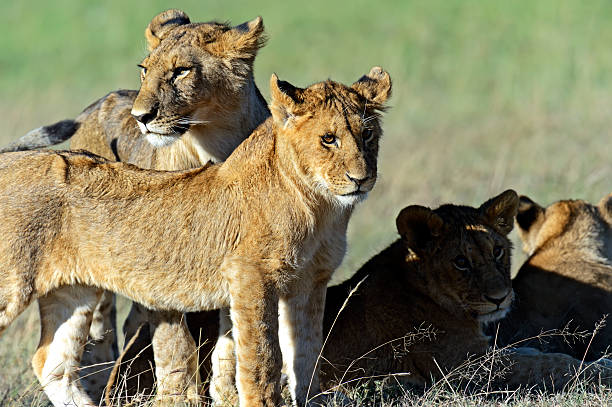 istock Lions Masai Mara 499517989