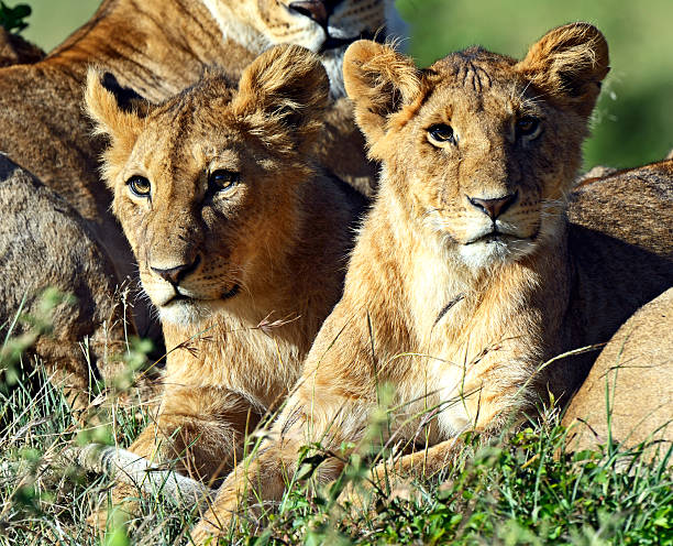 istock Lions Masai Mara 499517993