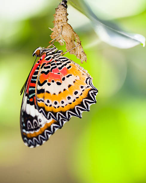 istock Leopard lacewing butterfly come out from pupa 499518272