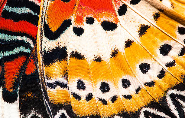 leopard lacewing butterfly wing texture background - macrofotografie fotos stockfoto's en -beelden