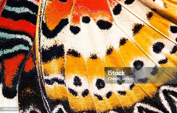 Leopard Lacewing Butterfly Wing Texture Background Stock Photo - Download Image Now - Butterfly - Insect, Close-up, Macrophotography