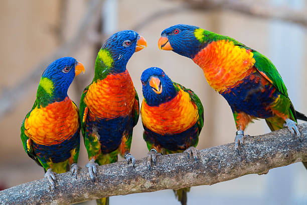group of colorful parrots on a tree branch interacting group of colorful parrots on a tree branch interacting lory photos stock pictures, royalty-free photos & images