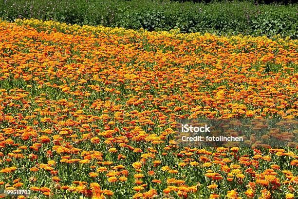 Calendula Blumen Stockfoto und mehr Bilder von Blatt - Pflanzenbestandteile - Blatt - Pflanzenbestandteile, Blume, Blumenbeet