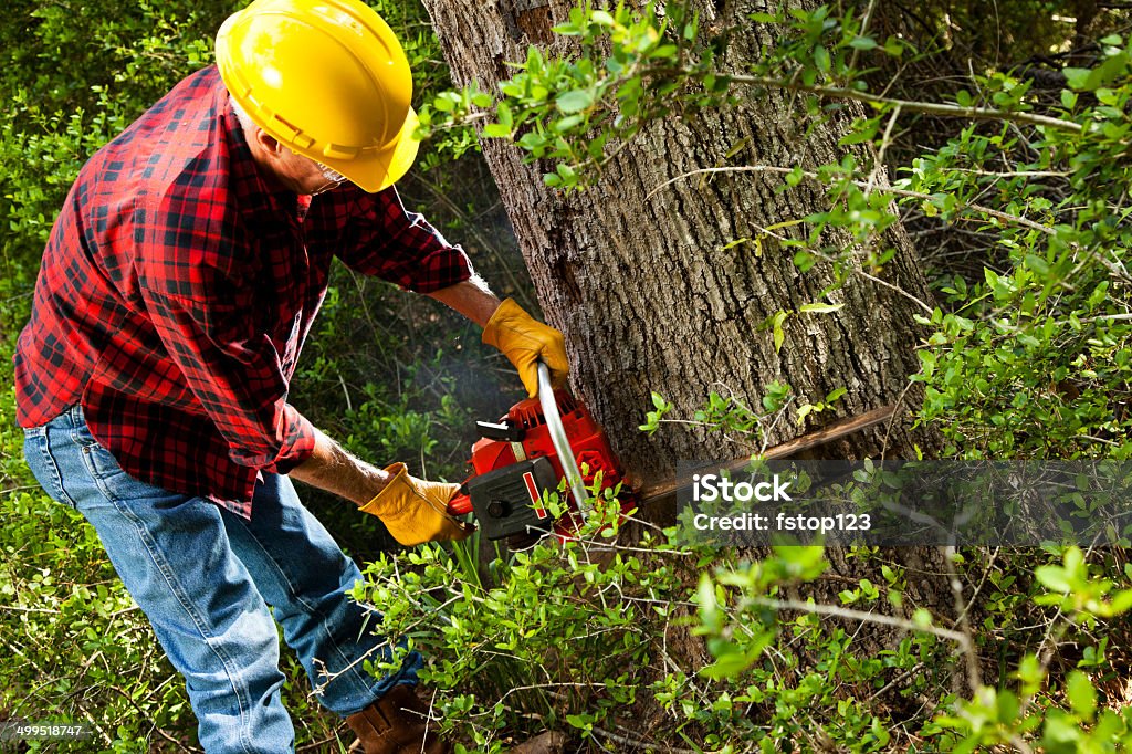 Forester or lumberjack cutting down trees with chainsaw. Forester or lumberjack man cuts down hardwood trees using his chainsaw in forest. Hardhat, gloves.  Tree Surgeon Stock Photo