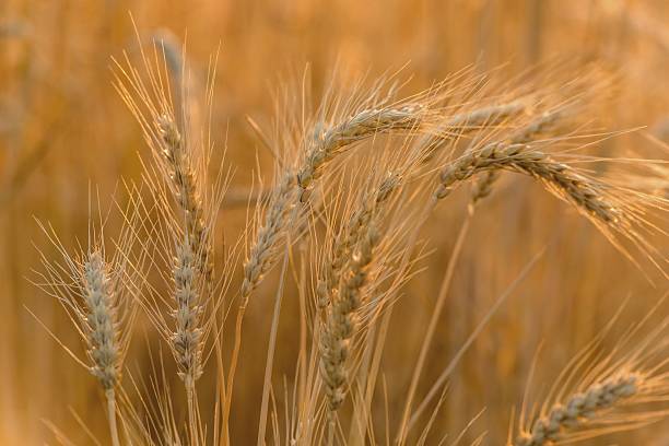 istock Ears of ripe wheat 499518832