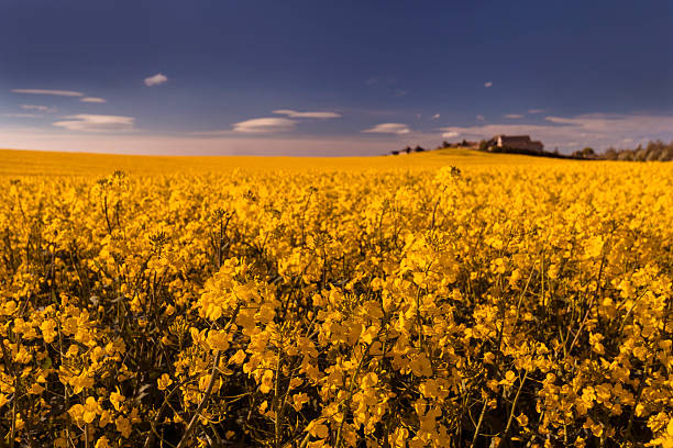 Yellow field at sunset stock photo