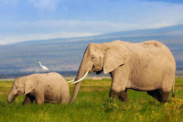 African Elephant mother with her calf in the swamp stock photo