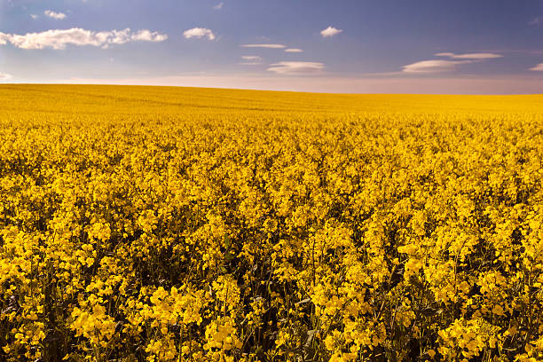 Yellow field stock photo