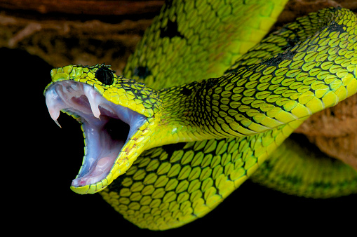 Close up color image depicting a snake coiled up and looking at the camera.