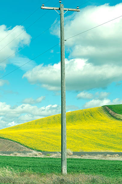 Farm fields planted with wheat and rapeseed in spring in southeastern Washington