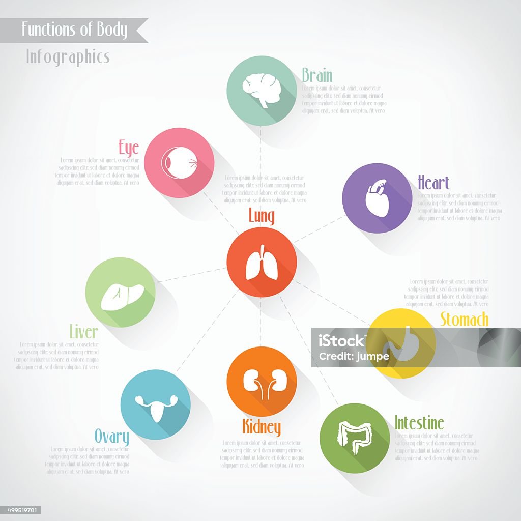 Normal Body Function Functions Of Body Infographics Vector Eps10 Stock Illustration ...