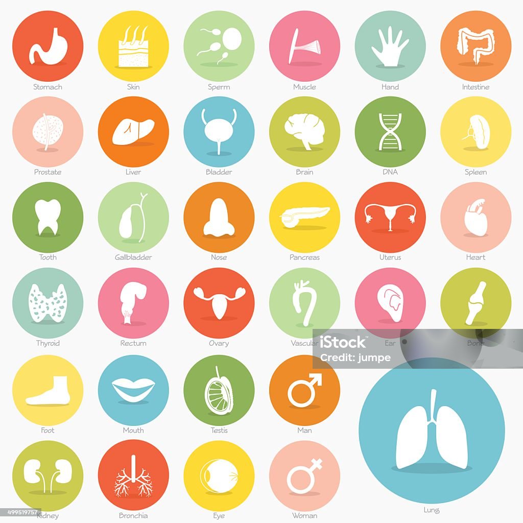 Body icon short shadow design, vector eps10 Prostate Gland stock vector