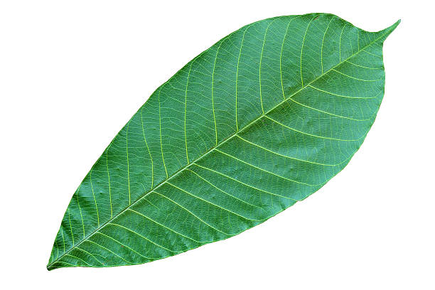 dry leaf isolate background stock photo