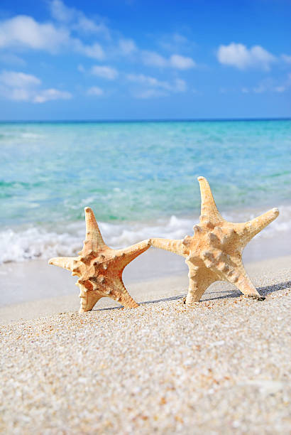 istock holiday concept - two sea-stars walking on sand beach 499520123