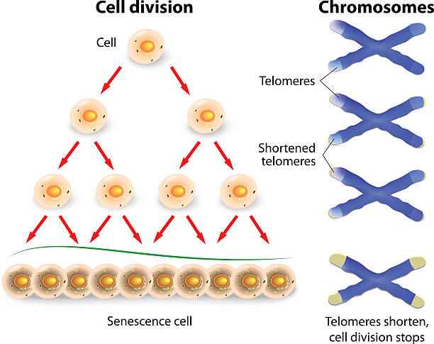 telomere, zellteilung und menschliche chromosomes - chromatid stock-grafiken, -clipart, -cartoons und -symbole