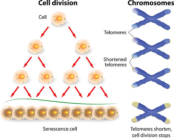 Telomere, cell division and human chromosomes Telomeres ends serve to protect the coding DNA of the genome. When a telomeres shorten to critical lengths, the cell senescence and die off. naming organic compounds stock illustrations