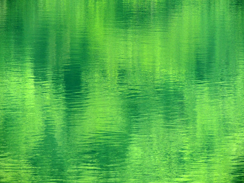 The surface of small pond is covered with duckweed and algae spots.