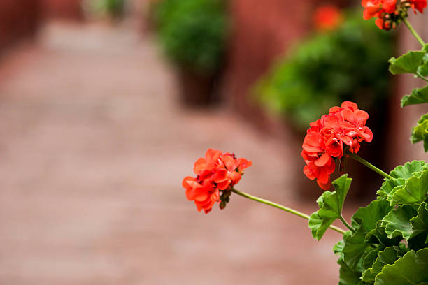 flora en monasterio de santa catalina (monasterio de santa catalina - santa catalina monastery fotografías e imágenes de stock