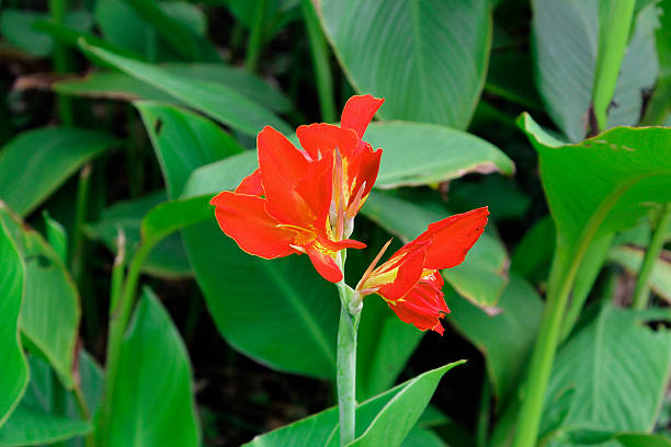 istock canna red flower close up 499533079