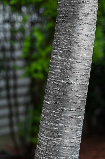 Birch Tree Trunk Detail stock photo