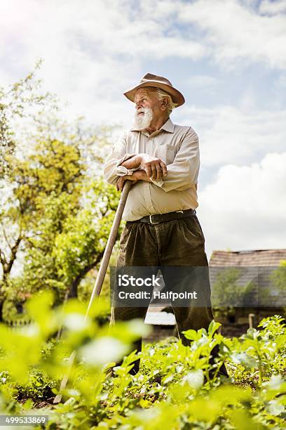 Old Farmer On The Meadow Stock Photo - Download Image Now - Active Seniors, Activity, Adult