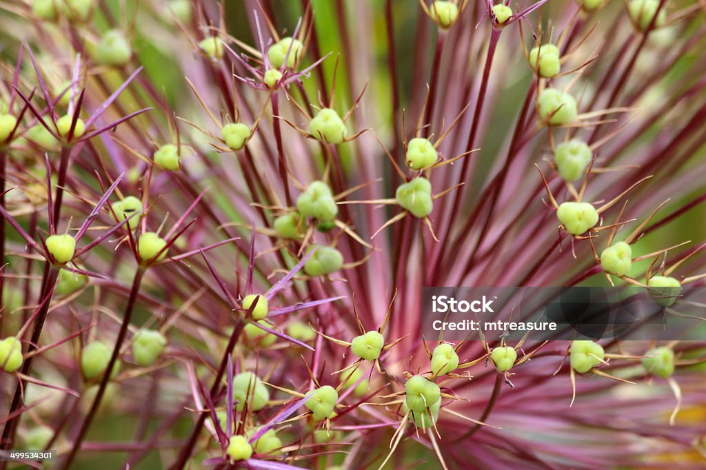 Image of allium seed head flower, green pods, ornamental onion Photo showing a large purple and green seed head of an old allium flower (ornamental onion), pictured in the sunshine with a blurred garden background and green seed pods. This allium picture could be used as computer wallpaper or a background image. Allium Flower Stock Photo