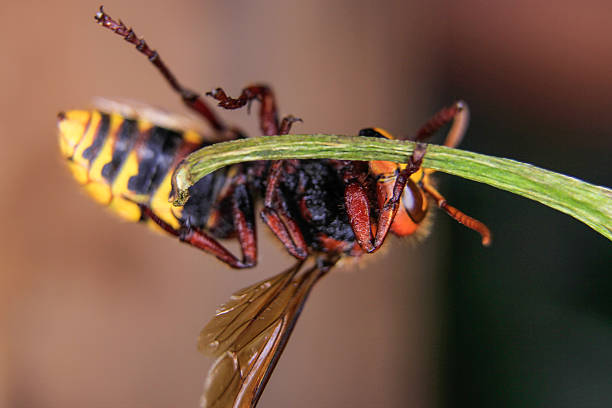hornet closeup stock photo