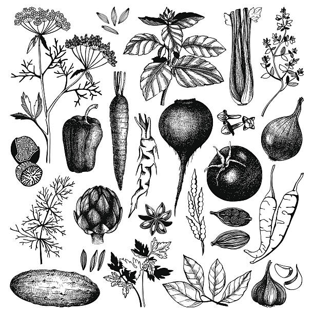чернила рисованные овощи, трав и специй - engraved image engraving basil herb stock illustrations