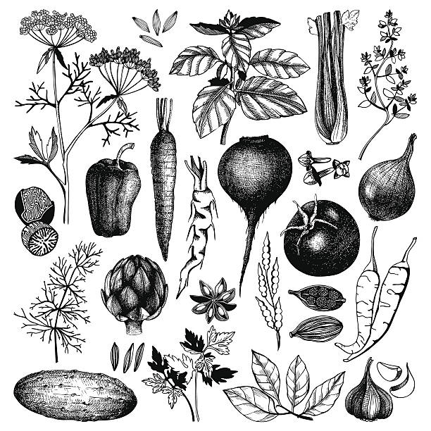 ink hand drawn vegetables, herbs and spices Vector collection of black ink hand drawn vegetables, herbs and spices. Vintage healthy food illustration isolated on white engraving food onion engraved image stock illustrations