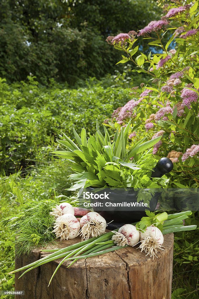 fresh flavoring herbs and garlic on wooden stump in garden fresh flavoring herbs and garlic on wooden stump in summer garden Agriculture Stock Photo