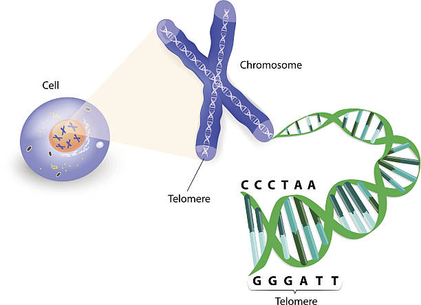 menschliche zelle, chromosom und telomere - chromosome stock-grafiken, -clipart, -cartoons und -symbole